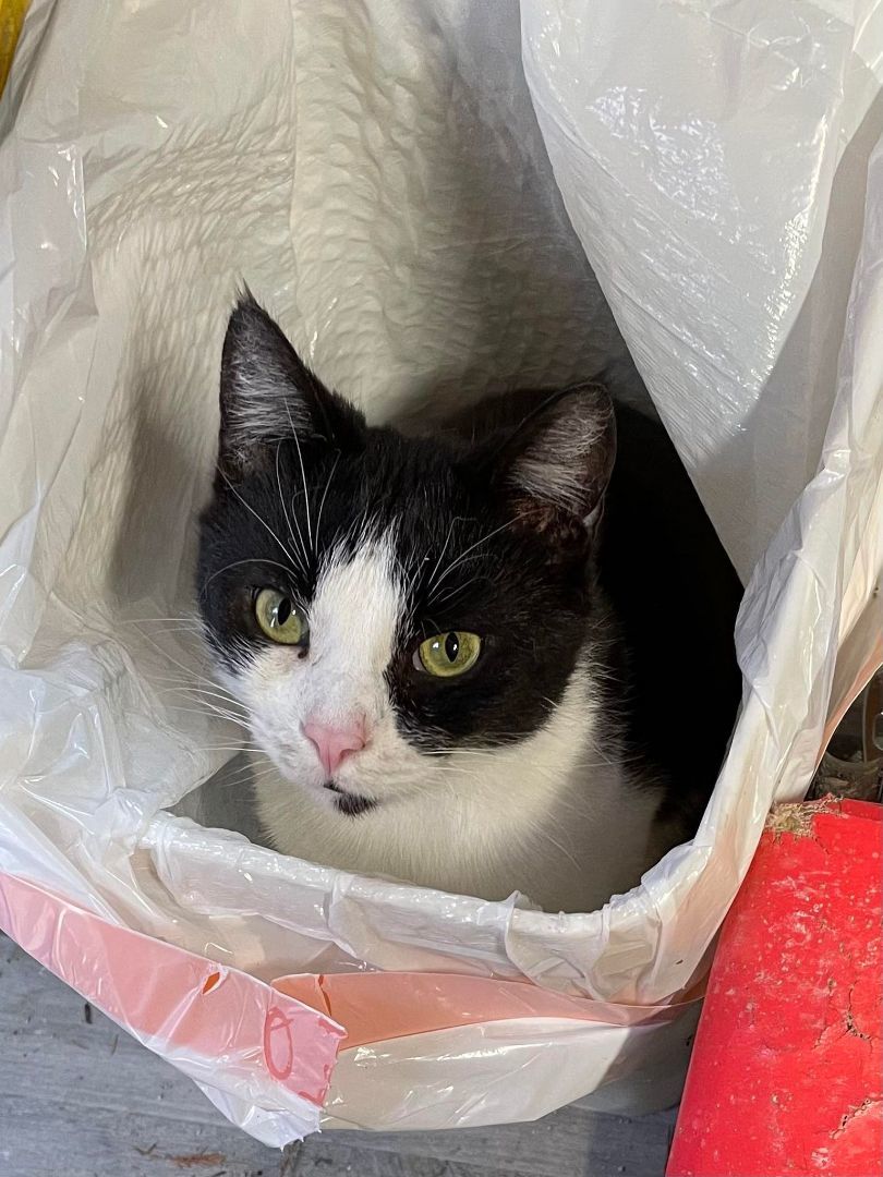 Enlarge Little John, a Adoptable mixed breed in Indianapolis, IN image 1/12