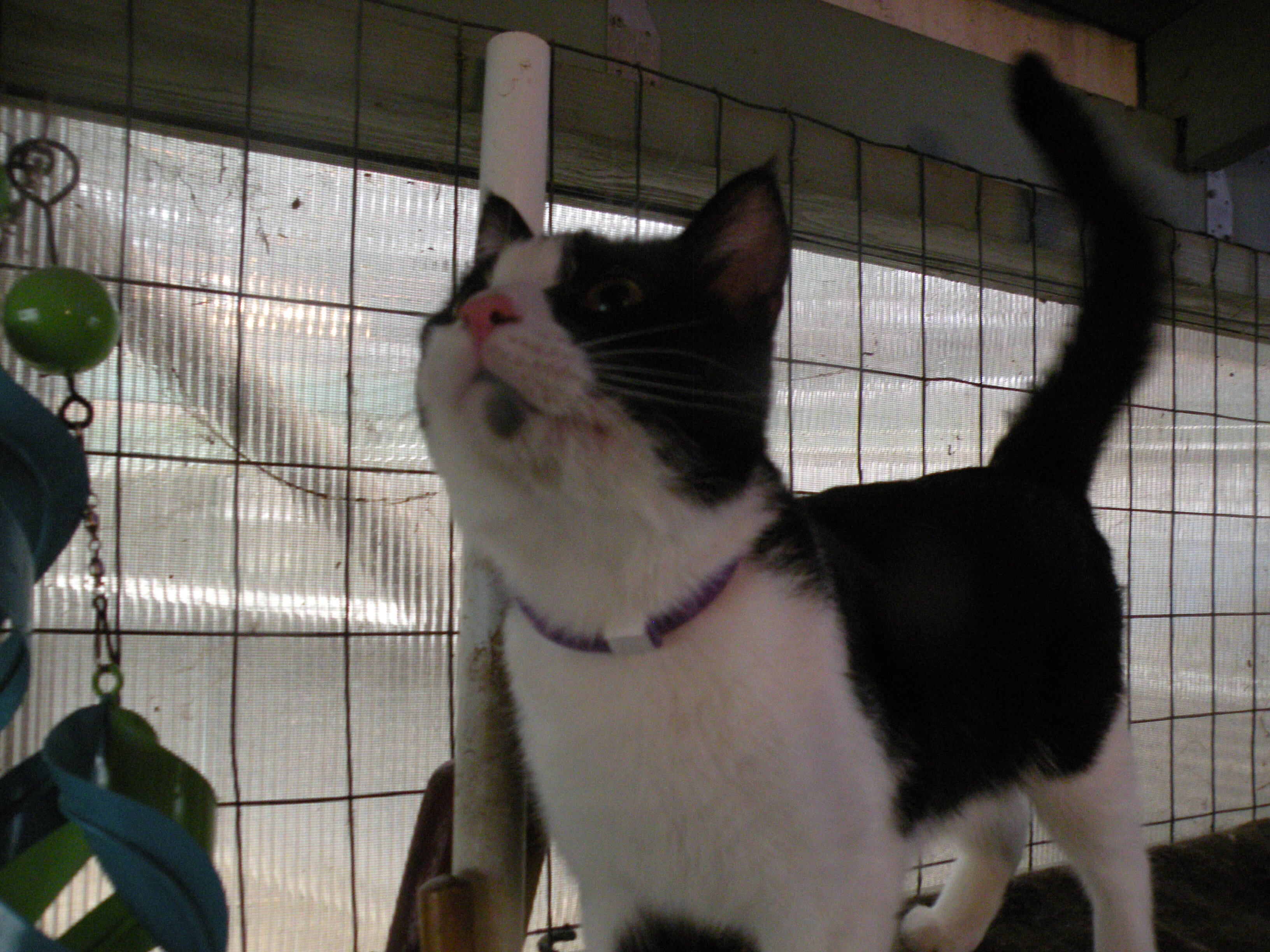 Enlarge Little John, a Adoptable mixed breed in Indianapolis, IN image 3/12