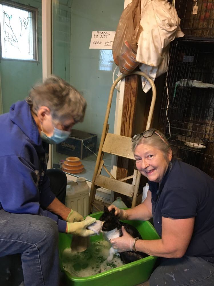 Enlarge Little John, a Adoptable mixed breed in Indianapolis, IN image 4/12