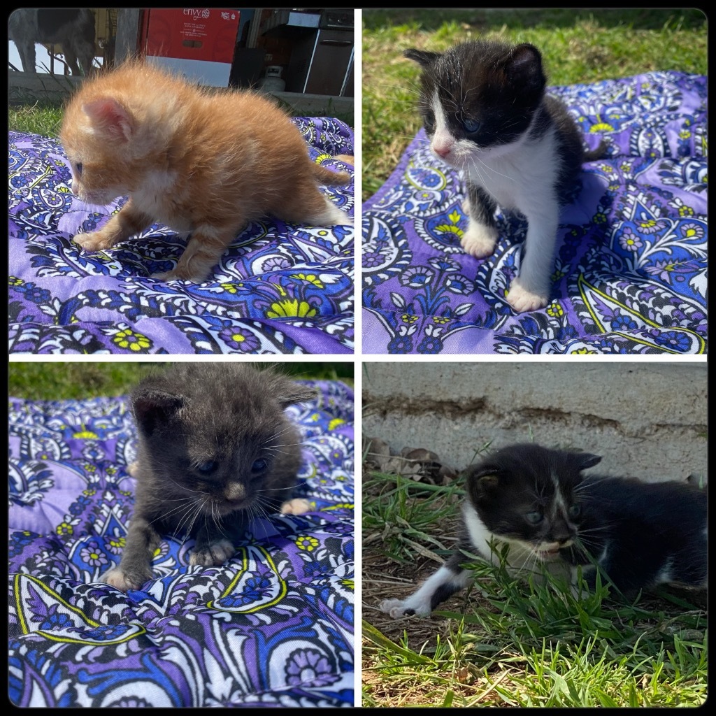 Maverick, Adopted, Kitten Male Domestic Short Hair.