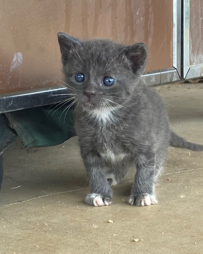 Maverick, a Adopted Domestic Short Hair in Comanche, TX image 2/4