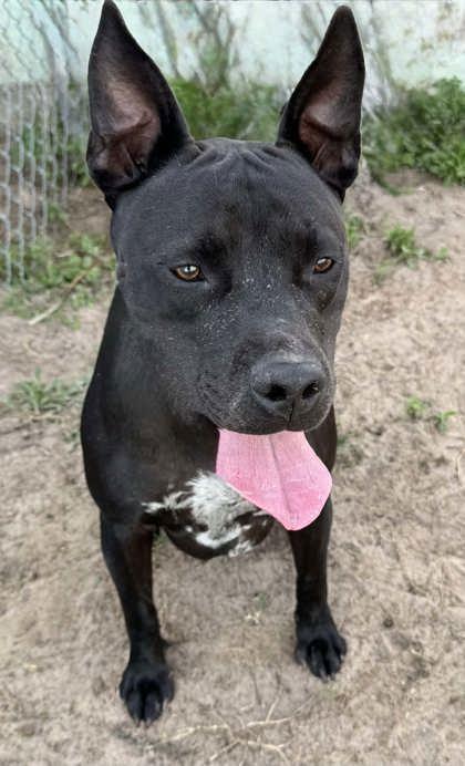 Cash, ADOPTABLE, Adult Male Staffordshire Bull Terrier & American Staffordshire Terrier.