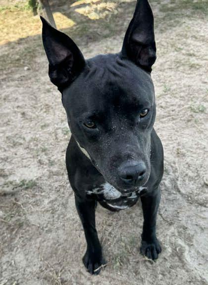 Enlarge Cash, a ADOPTABLE mixed breed in Inverness, FL image 2/2