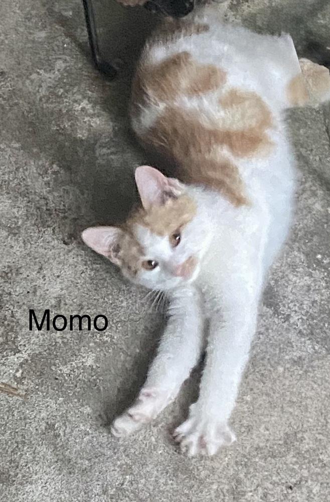Momo, Adoptable, Kitten Male Domestic Short Hair.