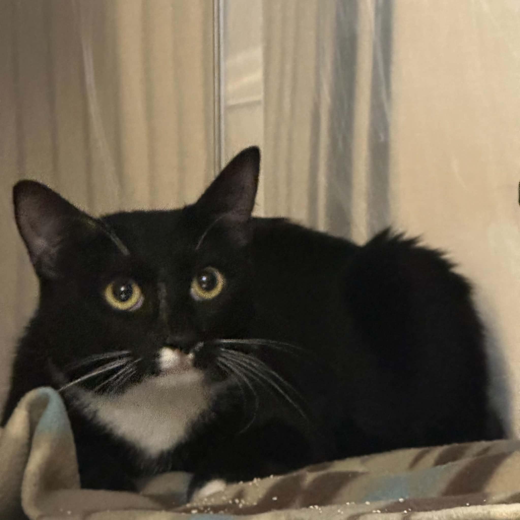 Sassy, a ADOPTABLE Domestic Short Hair in Truth or Consequences , NM image 3/6