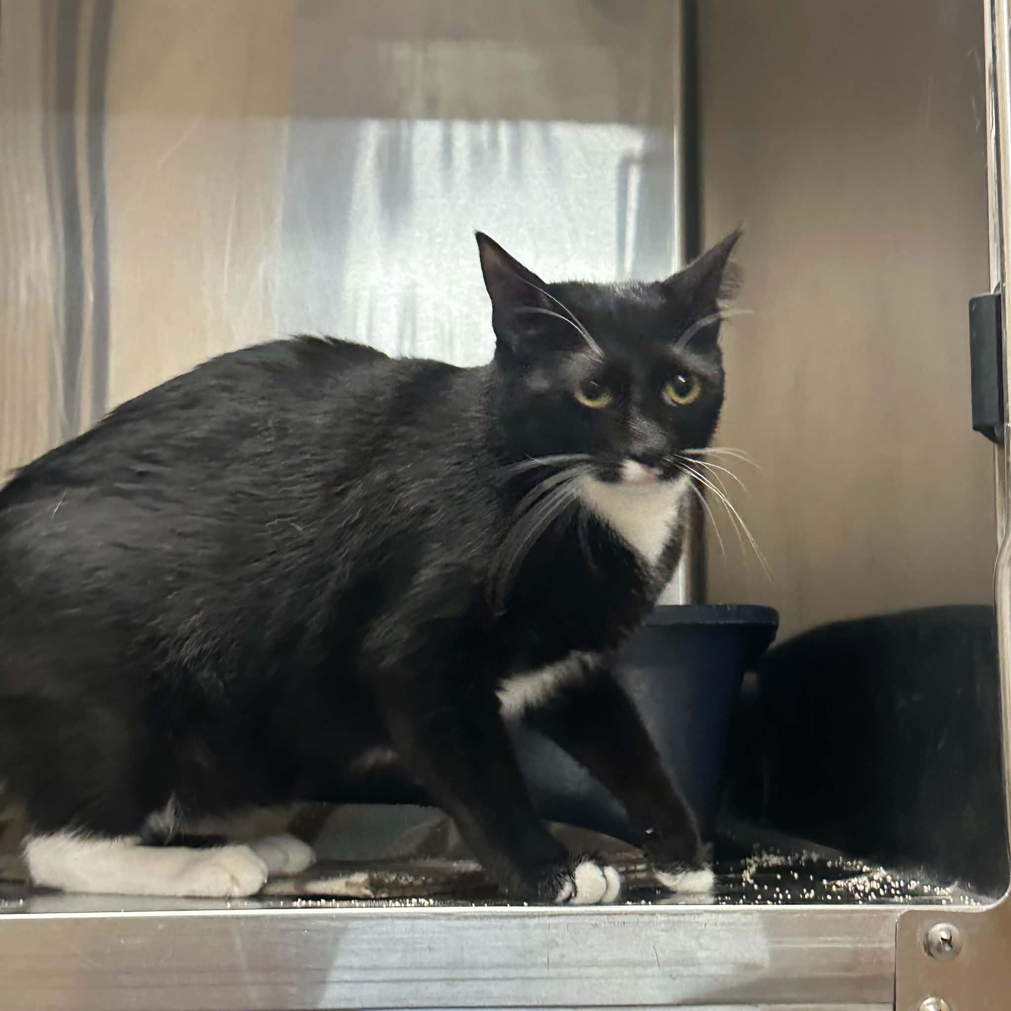 Sassy, a ADOPTABLE Domestic Short Hair in Truth or Consequences , NM image 2/6