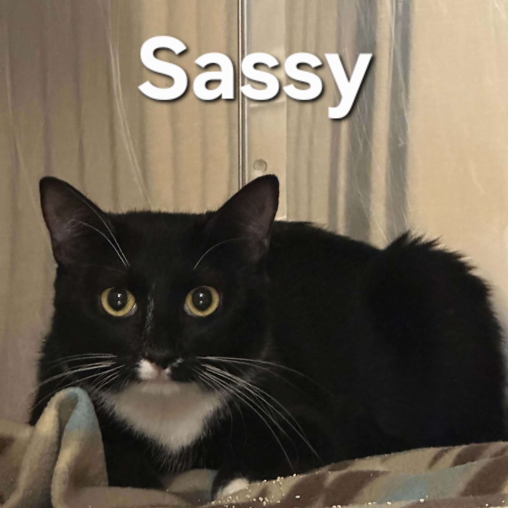 Sassy, a ADOPTABLE Domestic Short Hair in Truth or Consequences , NM image 5/6