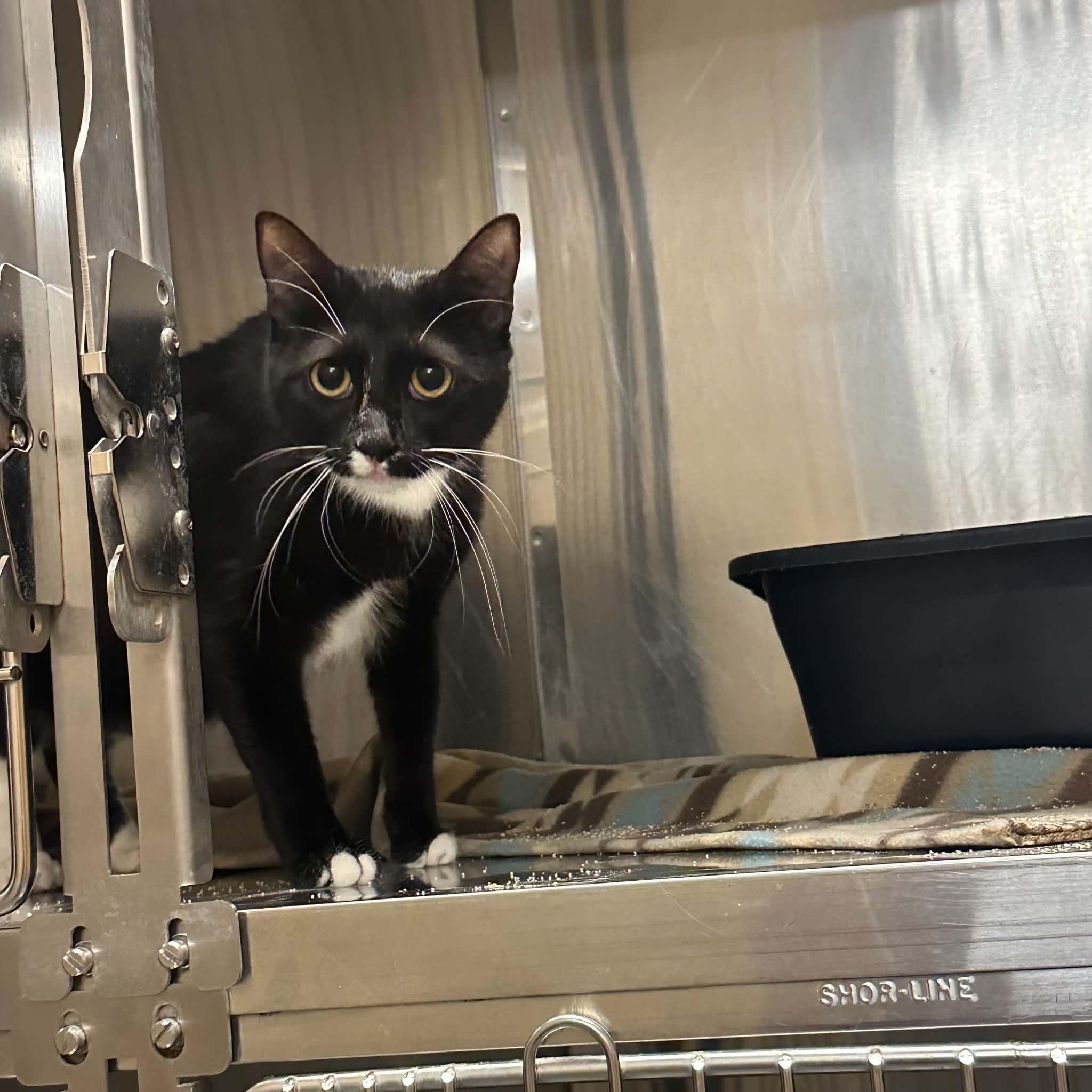 Sassy, a ADOPTABLE Domestic Short Hair in Truth or Consequences , NM image 6/6
