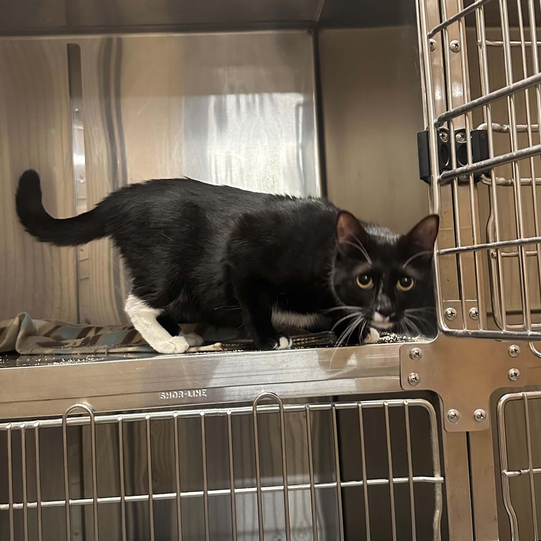 Sassy, ADOPTABLE, Adult Female Domestic Short Hair.