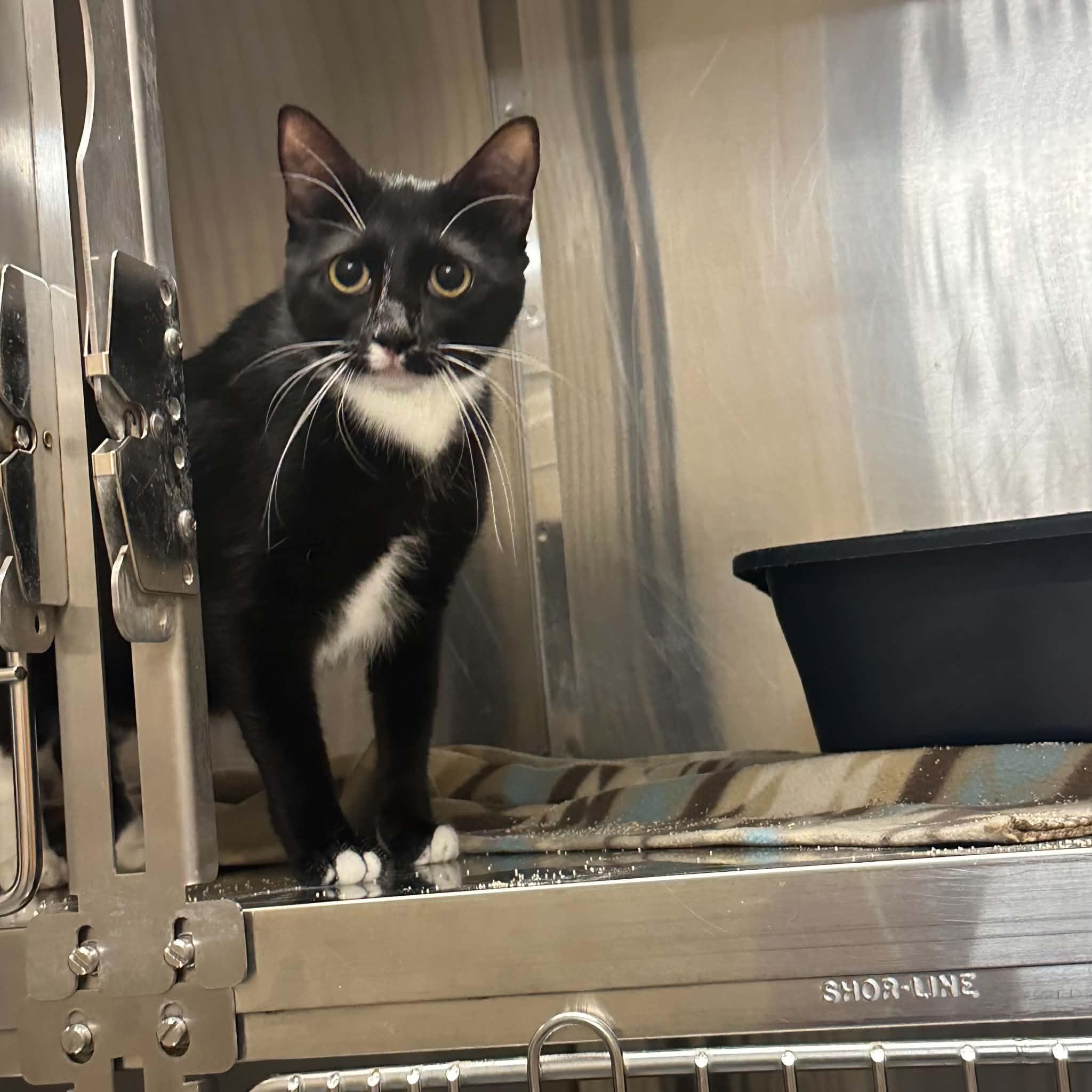 Sassy, a ADOPTABLE Domestic Short Hair in Truth or Consequences , NM image 4/6