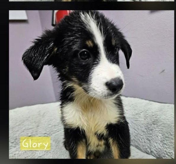 Glory Freedom *LOCAL*, Adoptable, Puppy Female Shepherd & Labrador Retriever.