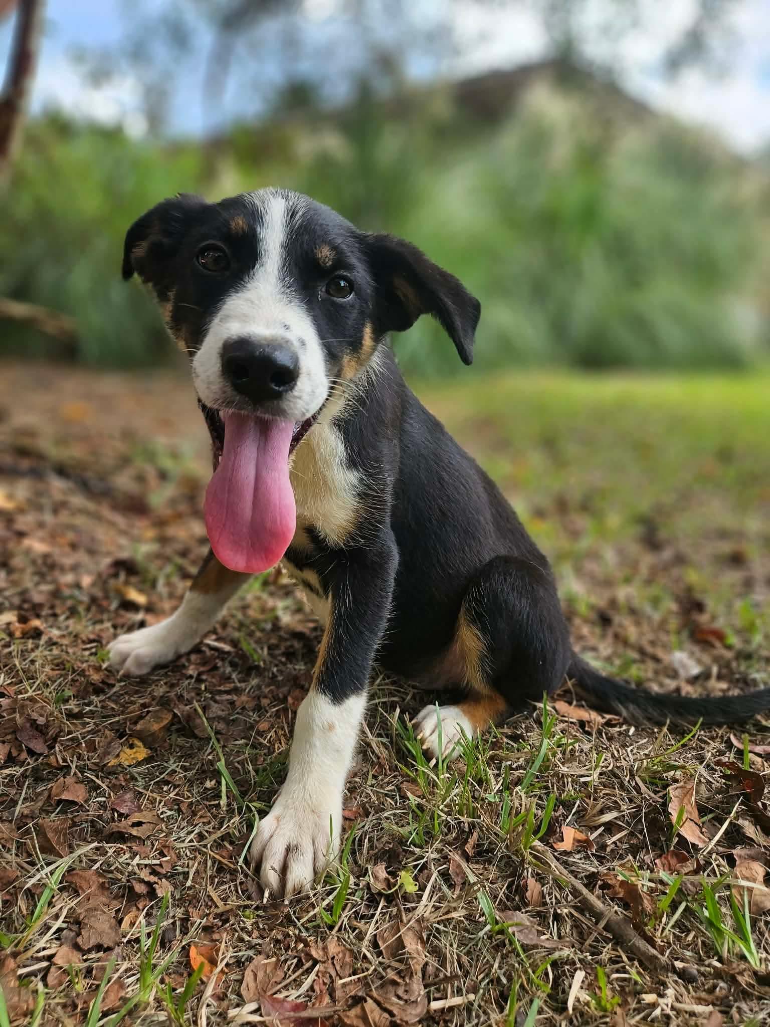 Enlarge Glory Freedom *LOCAL*, a Adoptable mixed breed in Wakefield, RI image 2/3