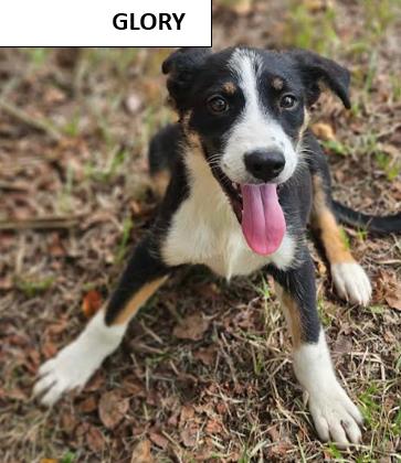 Enlarge Glory Freedom *LOCAL*, a Adoptable mixed breed in Wakefield, RI image 3/3