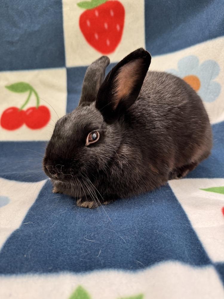 Enlarge Jasper (Bonded to Topaz), a Adoptable mixed breed in Gainesville, FL image 1/6