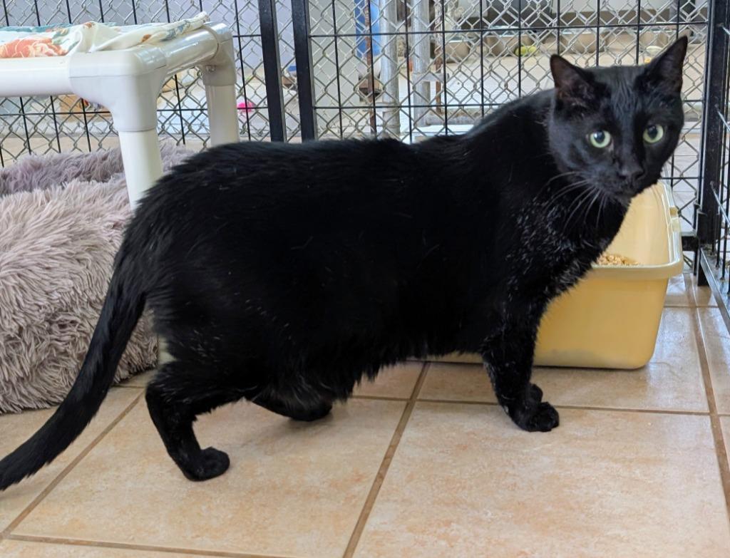 Enlarge Pantheon, a Adoptable mixed breed in Peoria, AZ image 1/2