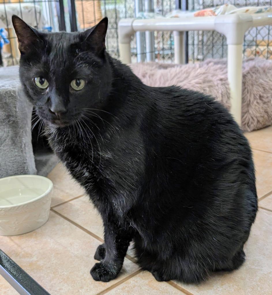 Pantheon, Adoptable, Adult Male Domestic Short Hair.