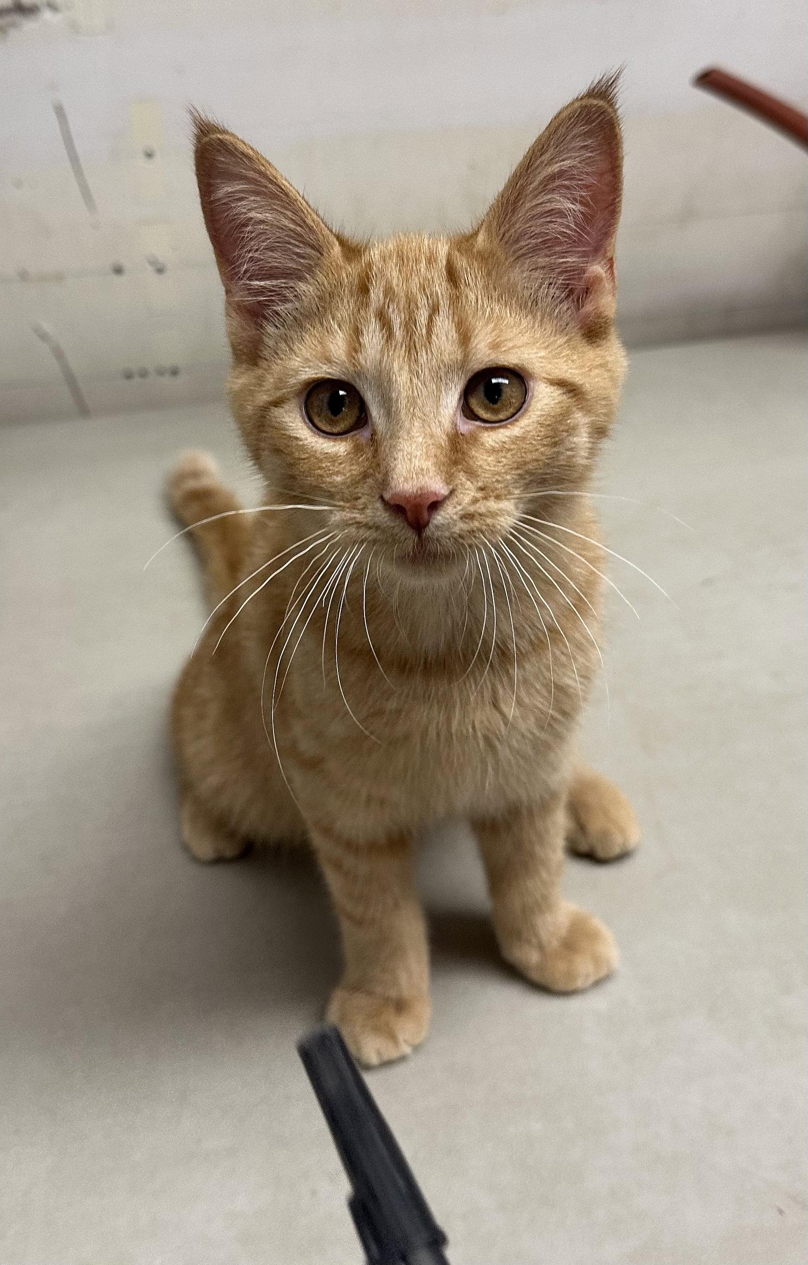 Red Hot, Adopted, Young Male Domestic Short Hair.