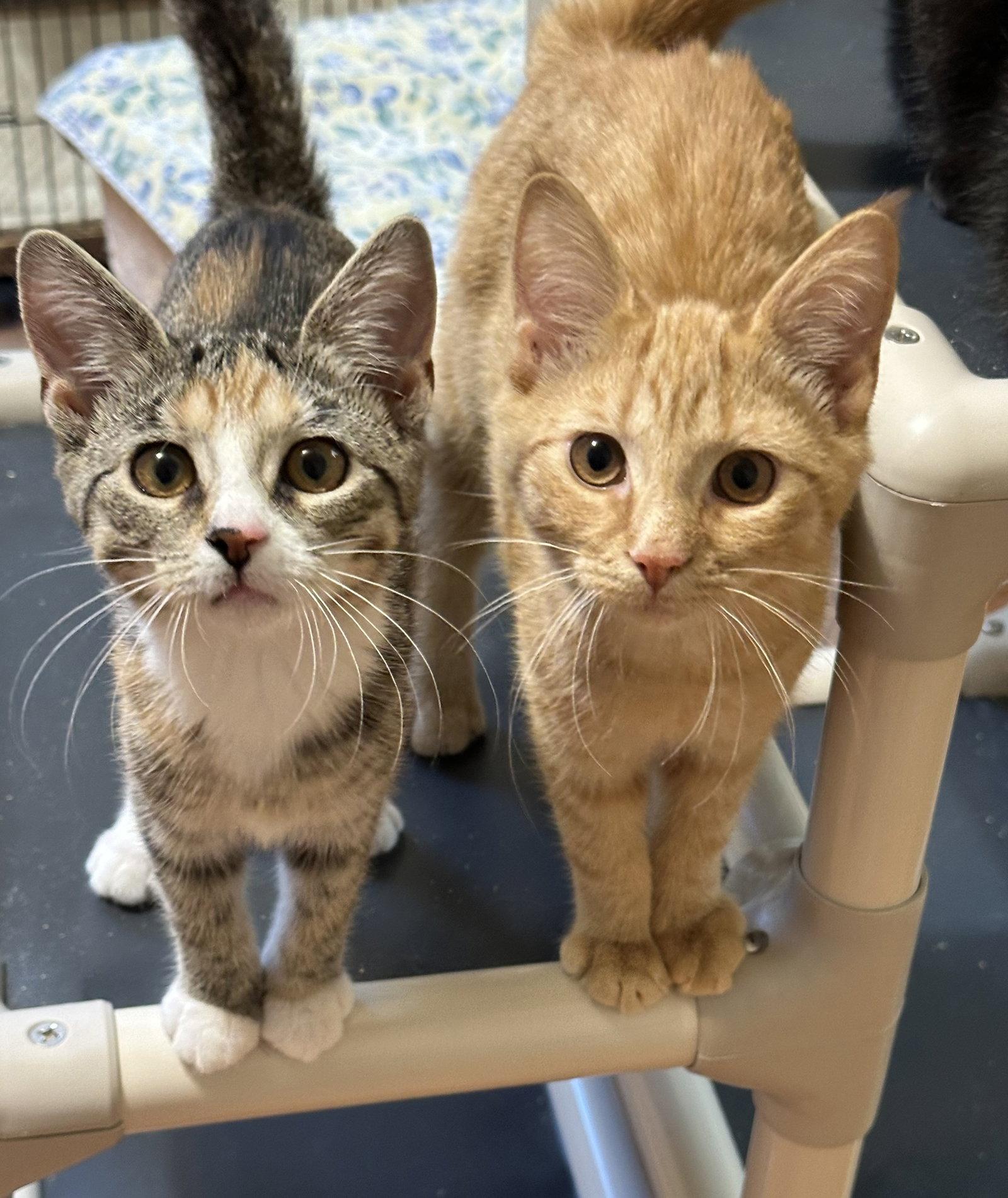 Enlarge Red Hot, a Adopted Domestic Short Hair in Newtown Square, PA image 2/3