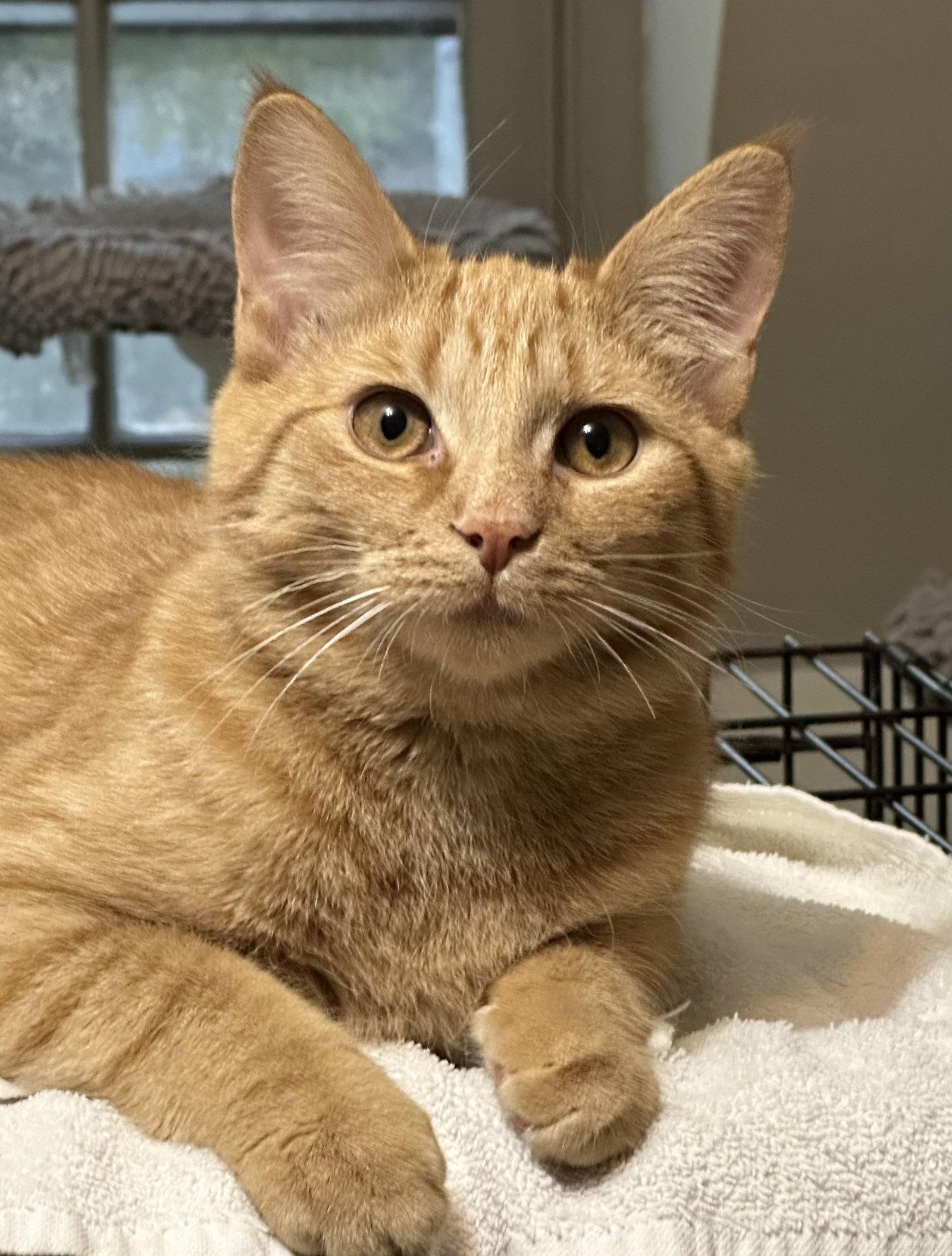 Enlarge Red Hot, a Adopted Domestic Short Hair in Newtown Square, PA image 3/3