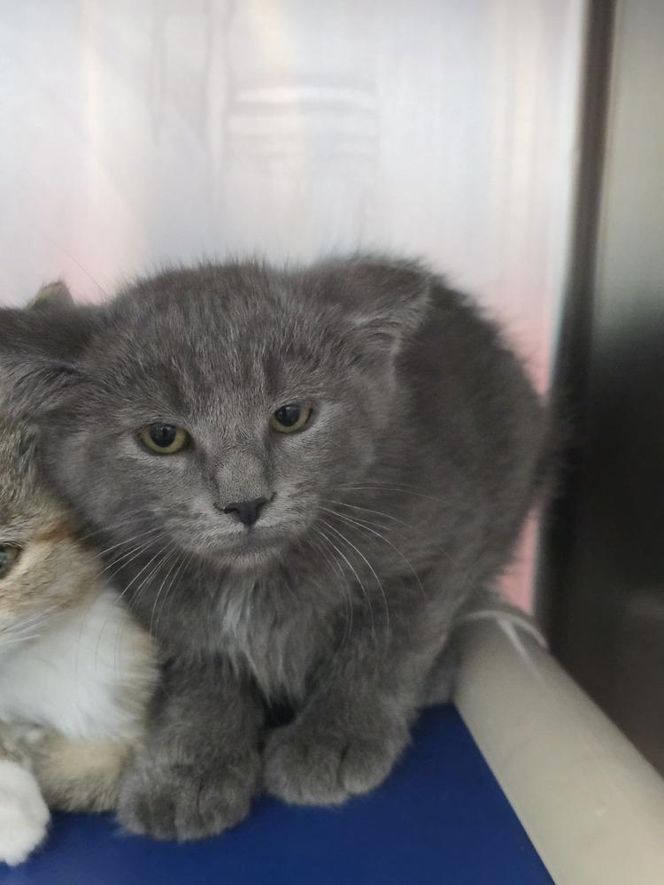 Edric, Adopted, Kitten Male Domestic Short Hair.