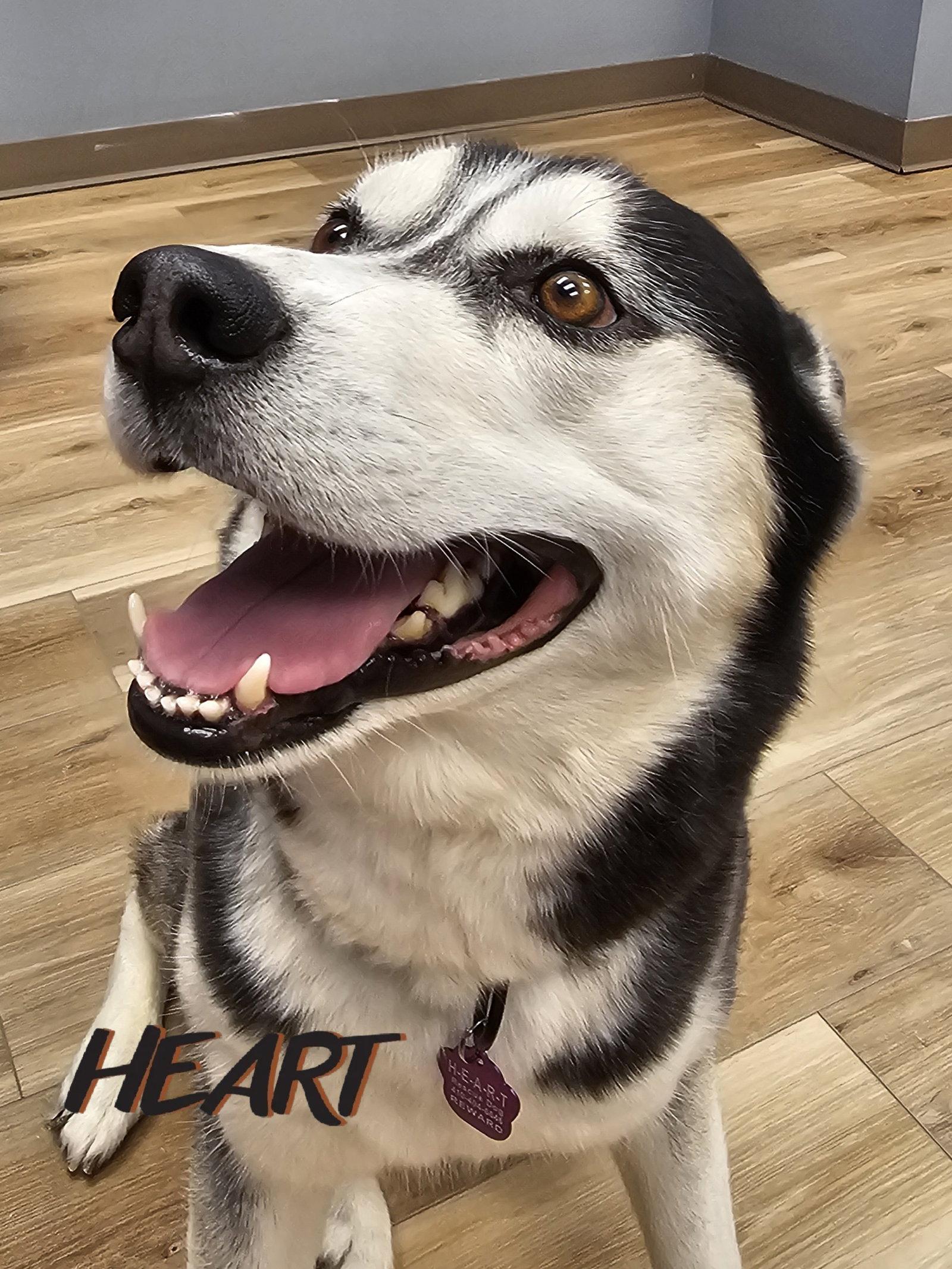 Ace - ON HOLD, Adoptable, Adult Male Siberian Husky.