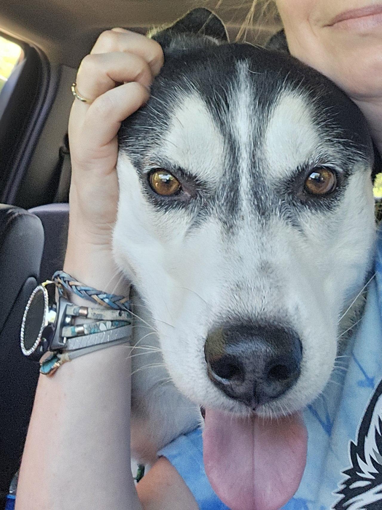 Ace, a Adoptable Siberian Husky in Millersville, MD image 2/3