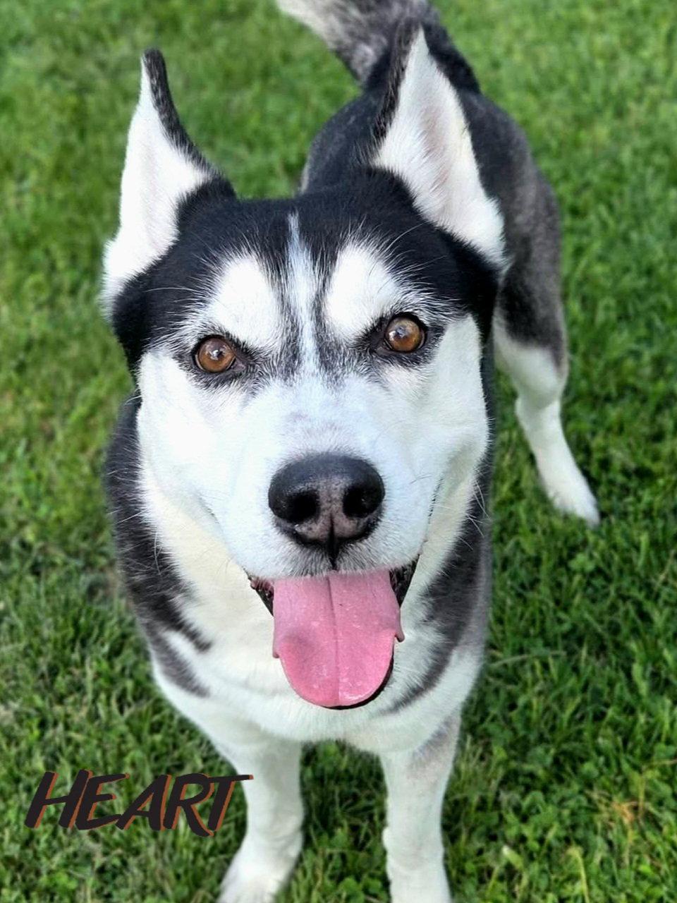 Ace, Adoptable, Adult Male Siberian Husky.