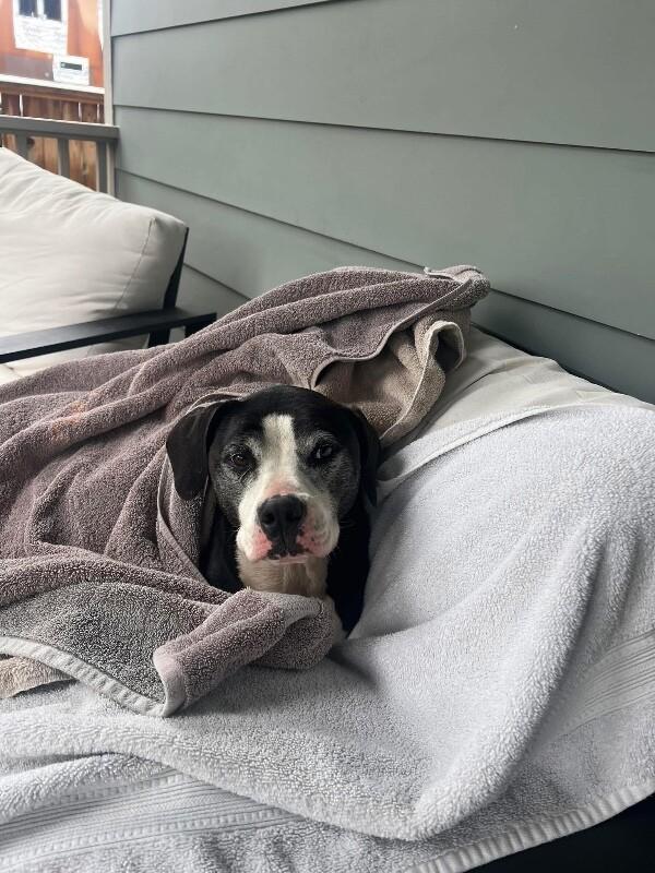 Hope loves all the treats — thumbnail 2