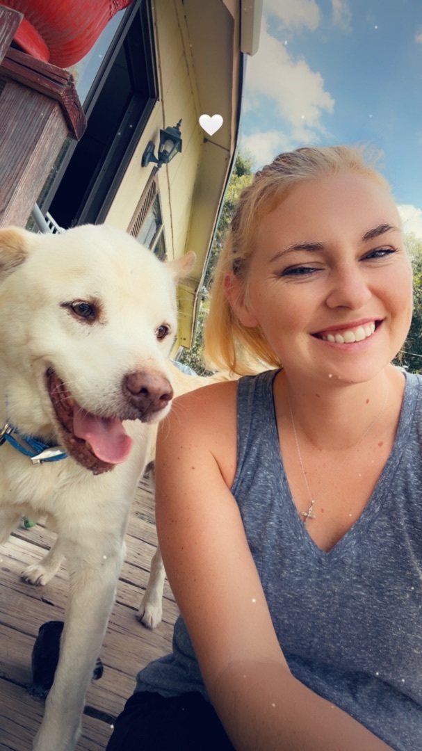 Enlarge Bullet, a Adopted Labrador Retriever in Grand ridge, FL image 1/2