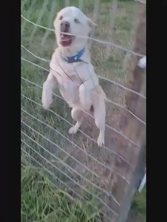 Enlarge Bullet, a Adopted Labrador Retriever in Grand ridge, FL video 2/2