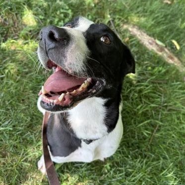 Enlarge Kali, a Adoptable mixed breed in Springfield, MO image 5/5