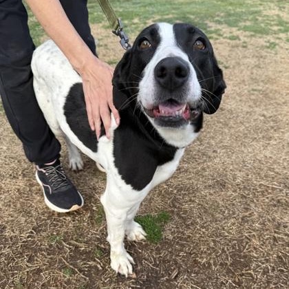 Enlarge Kali, a Adoptable mixed breed in Springfield, MO image 2/5