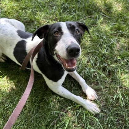 Enlarge Kali, a Adoptable mixed breed in Springfield, MO image 1/5