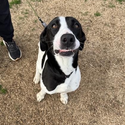 Enlarge Kali, a Adoptable mixed breed in Springfield, MO image 3/5