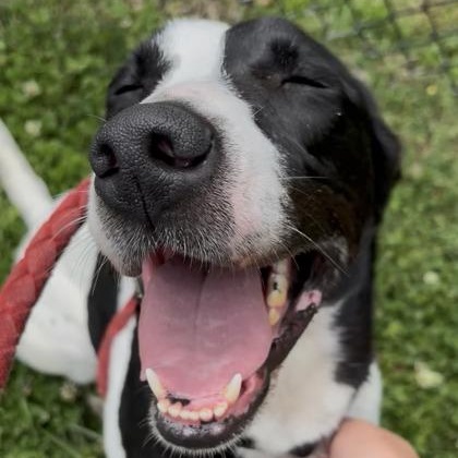 Enlarge Kali, a Adoptable mixed breed in Springfield, MO image 4/5