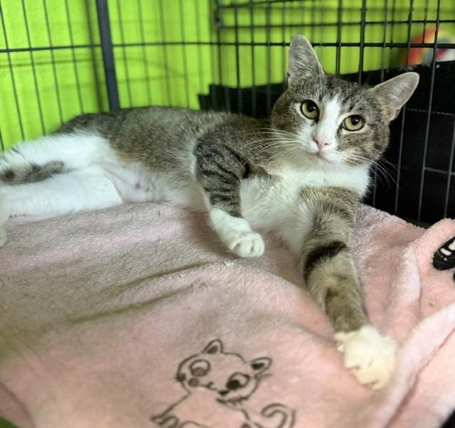 Gardenia, a Adoptable mixed breed in Lancaster, PA image 3/3