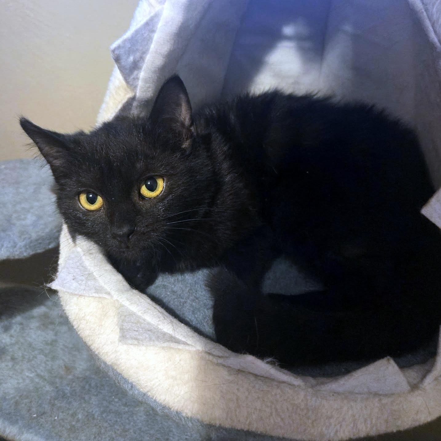 Enlarge Callie, an adoptable Domestic Short Hair in Pittsburgh, PA image 4/5