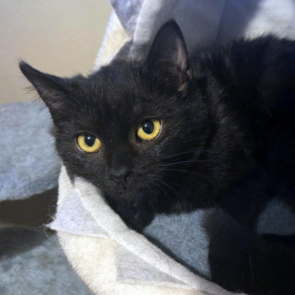 Enlarge Callie, an adoptable Domestic Short Hair in Pittsburgh, PA image 1/5
