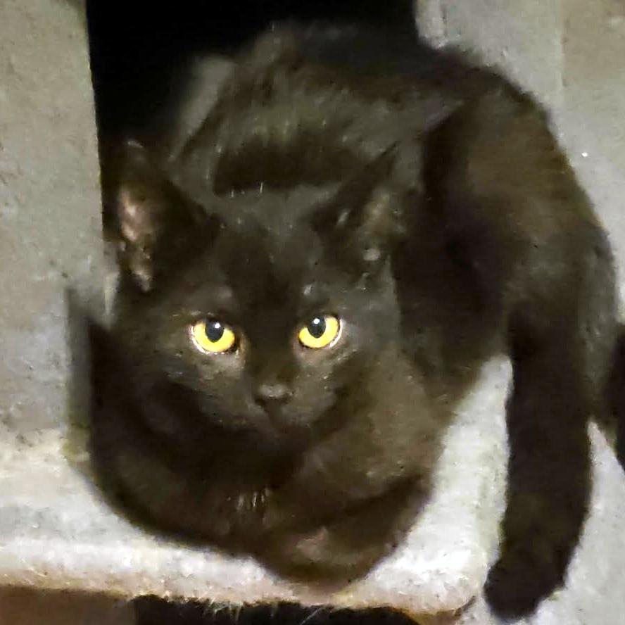 Enlarge Callie, an adoptable Domestic Short Hair in Pittsburgh, PA image 2/5