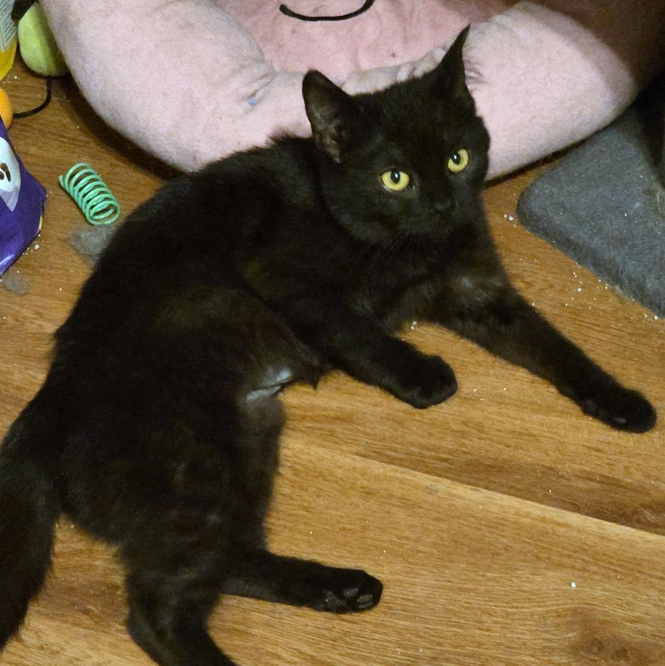 Enlarge Callie, an adoptable Domestic Short Hair in Pittsburgh, PA image 3/5
