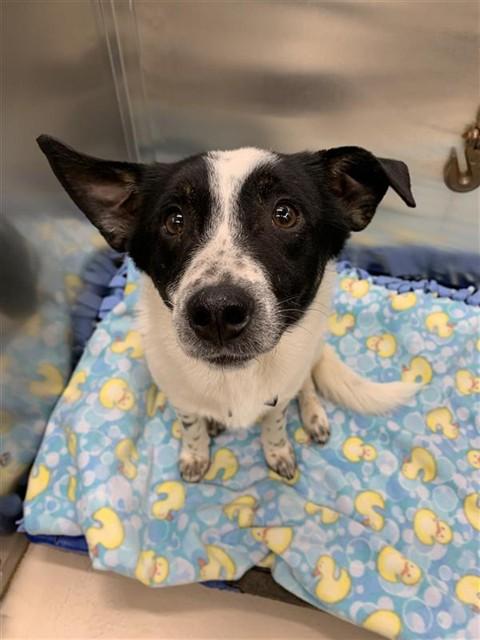 BOW, Adoptable, Young Male Chihuahua & Labrador Retriever.