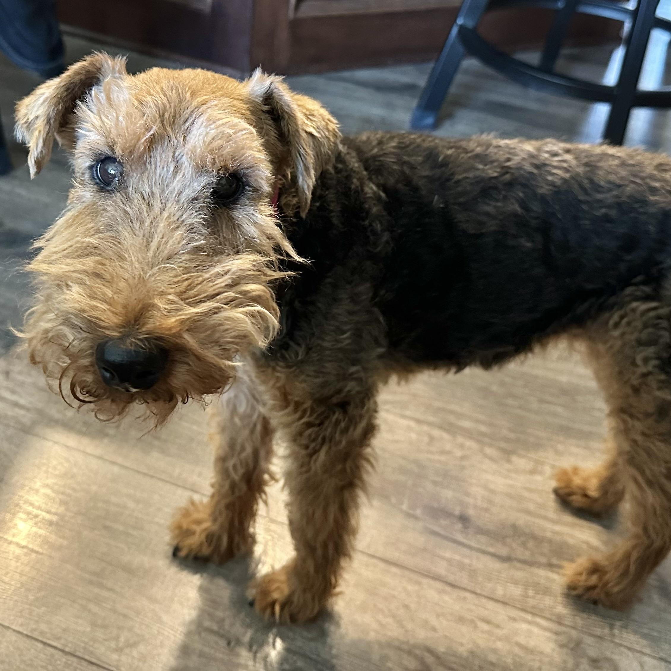 Zippy, Adoptable, Senior Female Welsh Terrier.