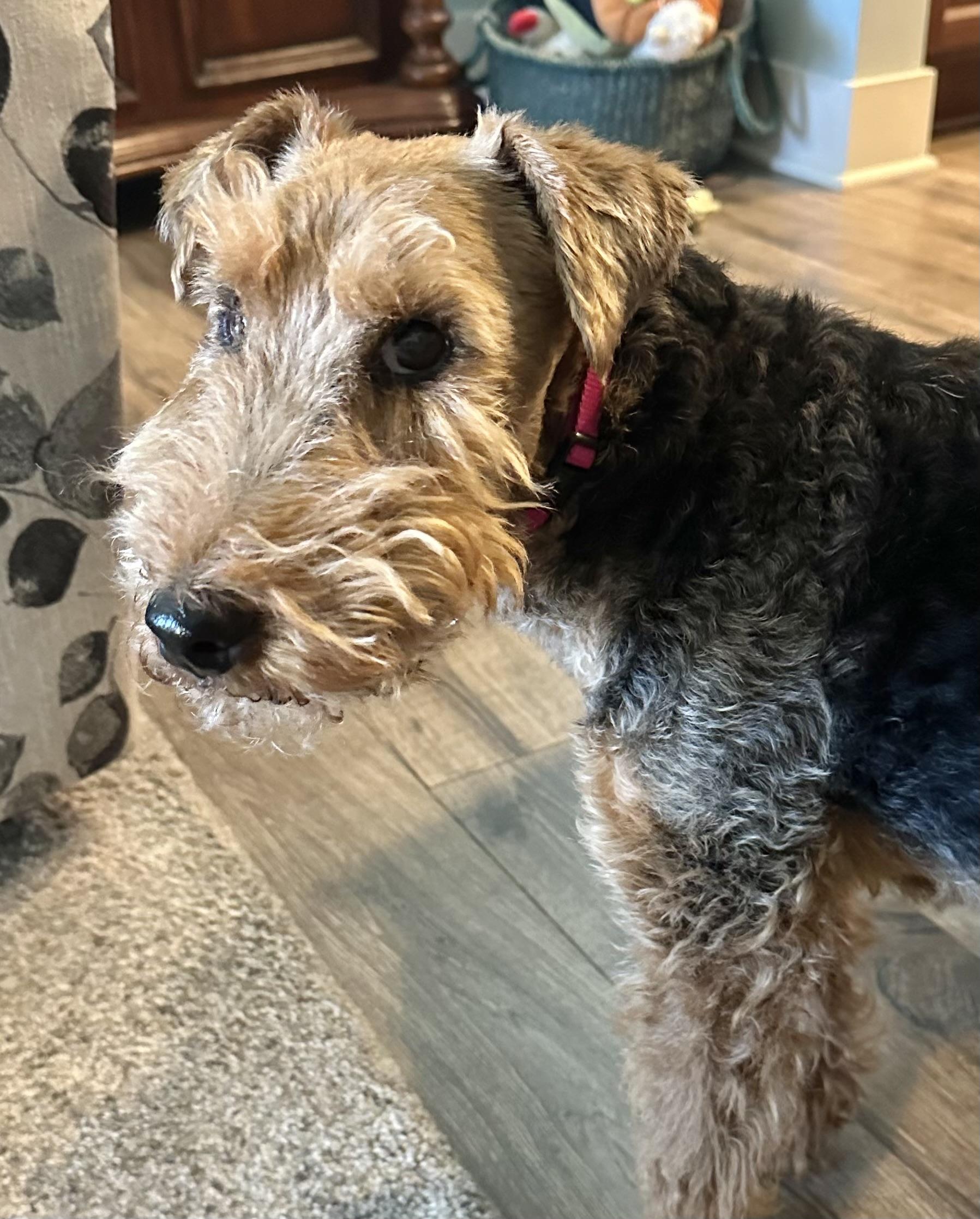 Zippy, a Adoptable Welsh Terrier in Omaha, NE image 2/4