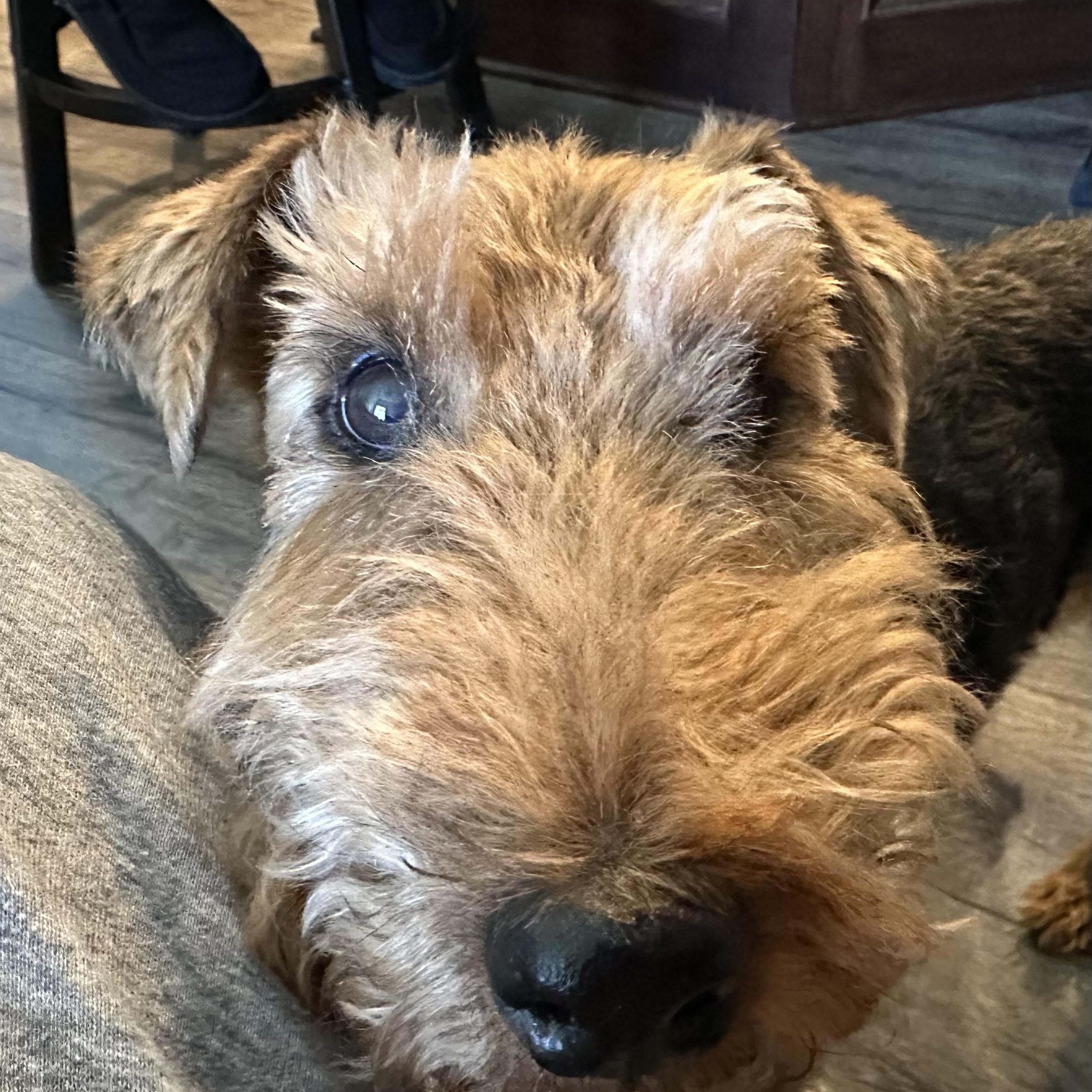 Zippy, a Adoptable Welsh Terrier in Omaha, NE image 3/4