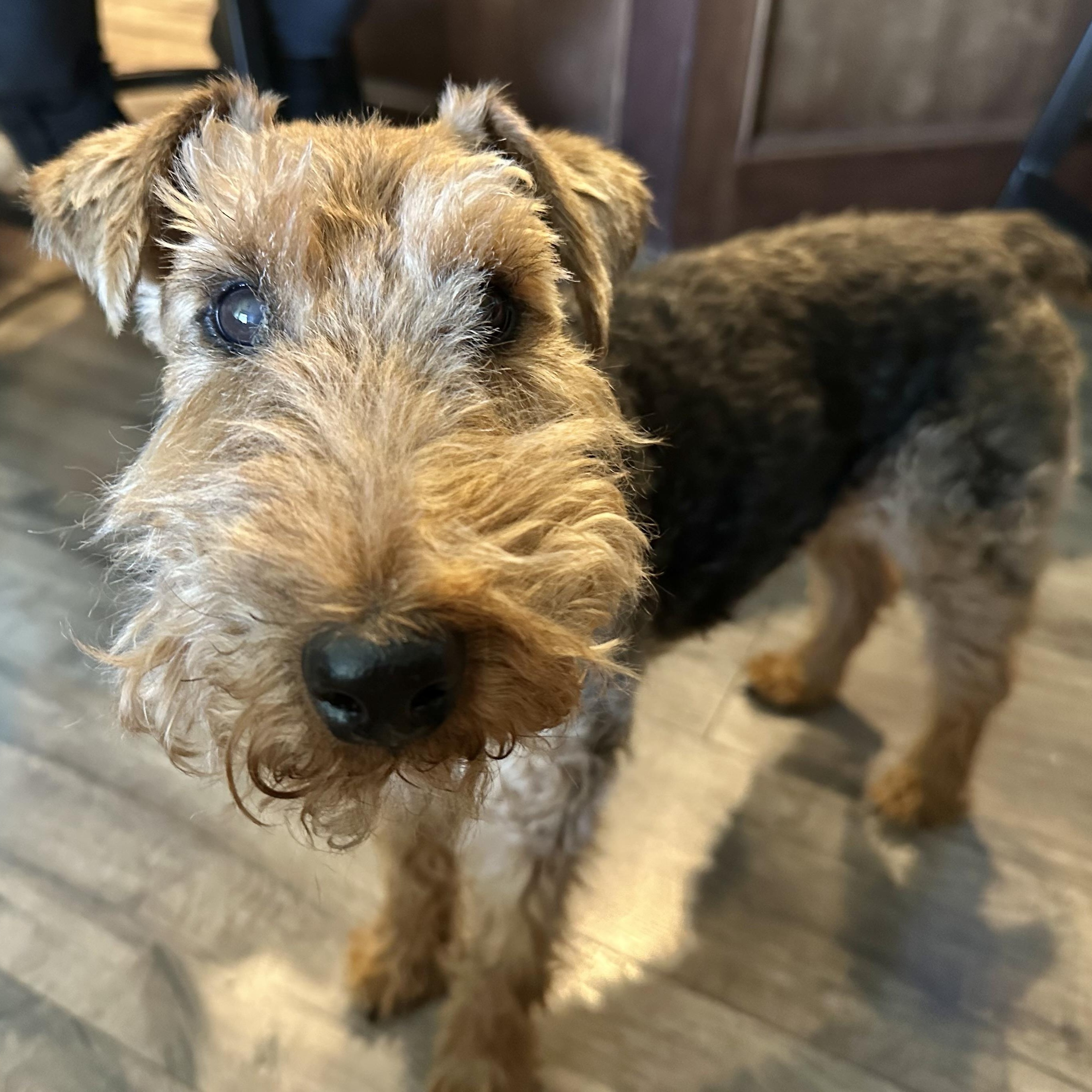 Zippy, a Adoptable Welsh Terrier in Omaha, NE image 4/4