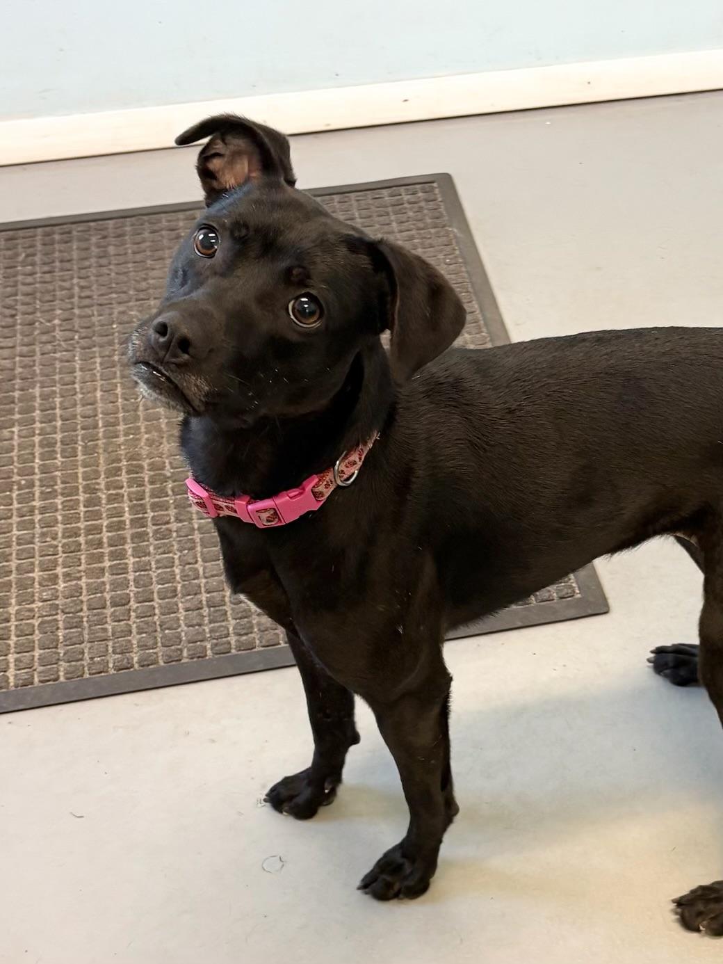 Izzy, Adoptable, Puppy Female Mixed Breed.