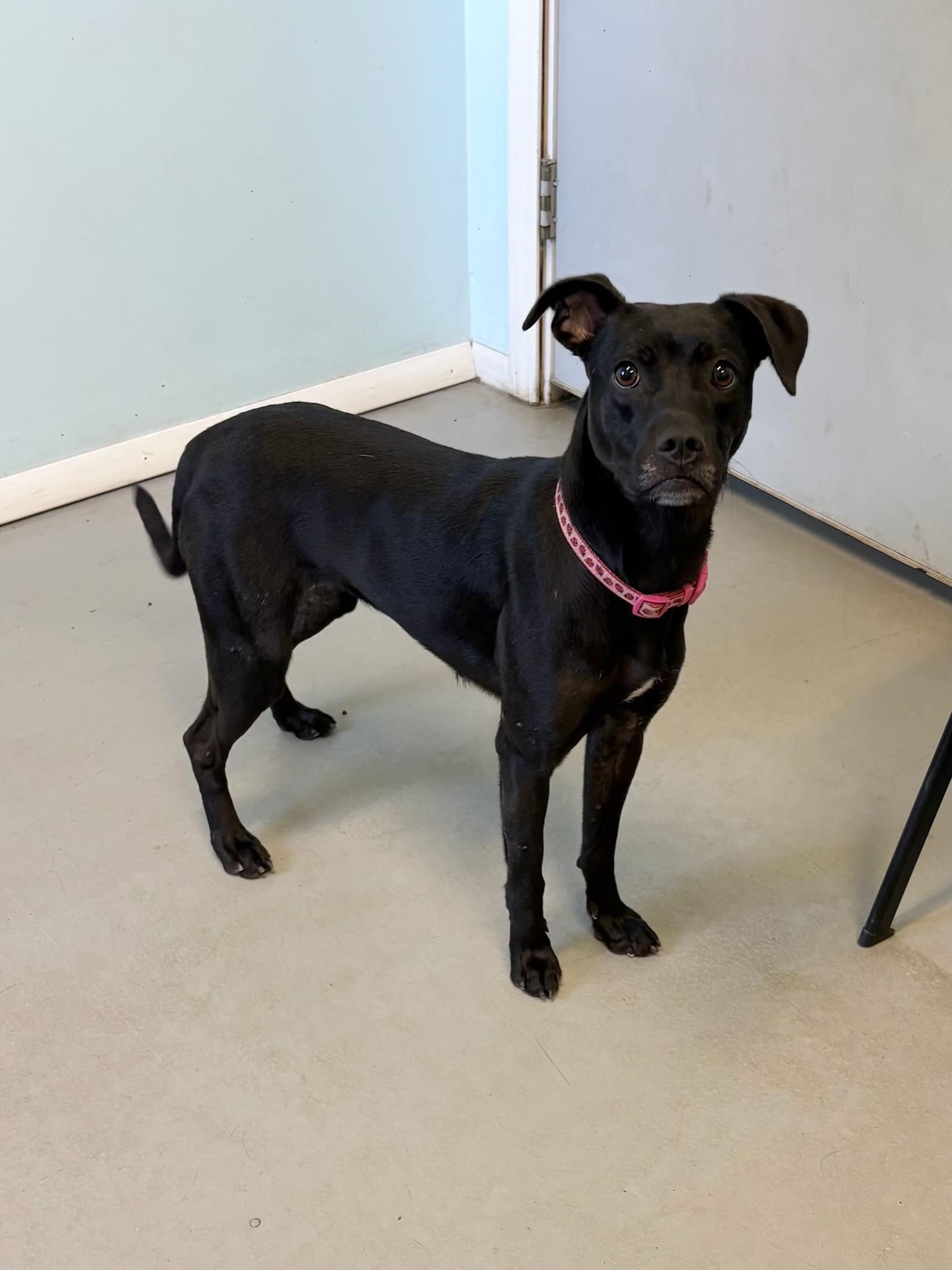 Enlarge Izzy, a Adoptable Mixed Breed in Big Rapids, MI image 2/2