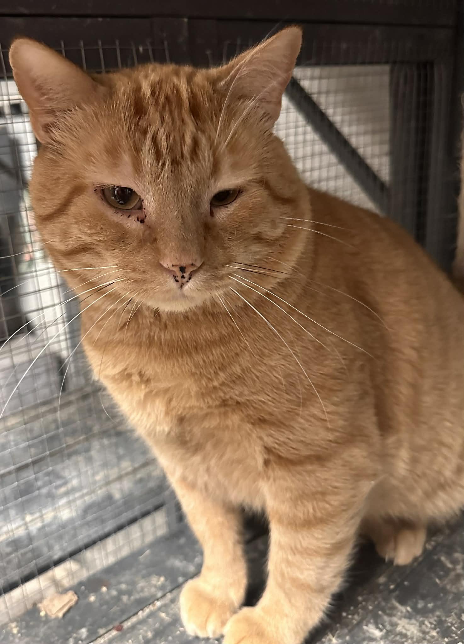 Enlarge Tonka, a Adoptable Domestic Short Hair in St. Ann, MO image 1/1