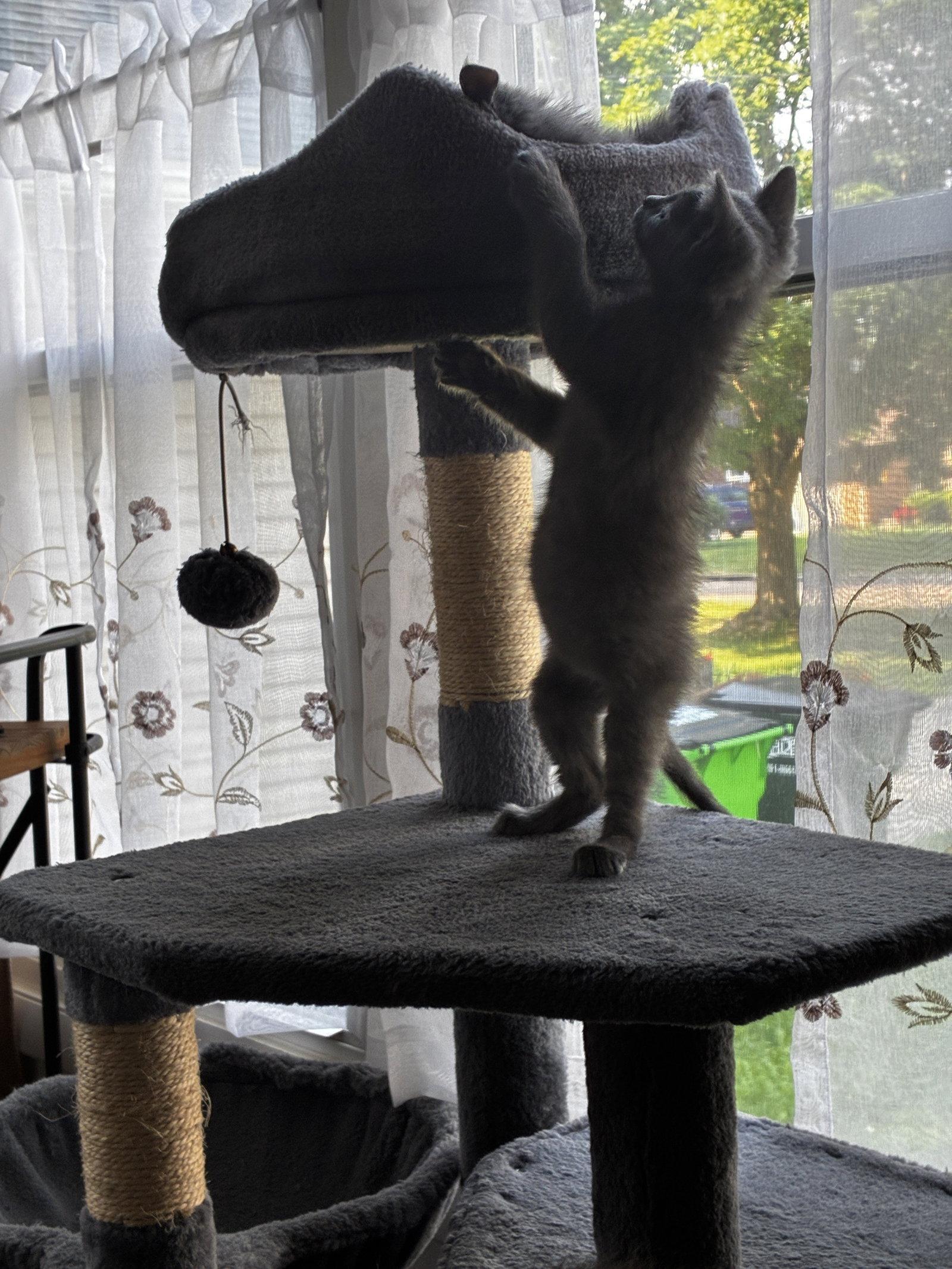 Enlarge Jonas, a Adoptable Domestic Short Hair in Cuyahoga Falls, OH image 2/3