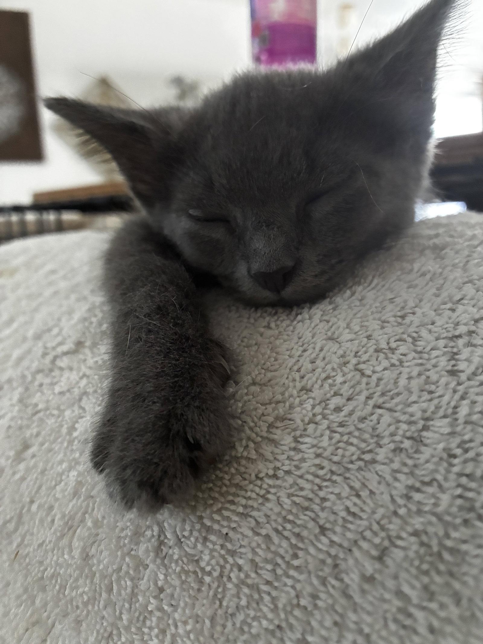 Enlarge Jonas, a Adoptable Domestic Short Hair in Cuyahoga Falls, OH image 3/3